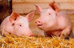 Комбикорм-концентрат для откорма свиней до жирных кондиций КК-55