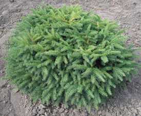 Ель обыкновенная (подушковидная) Picea abies Nidiformis