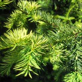 Тисс ягодный золотистый Taxus baccata aurea