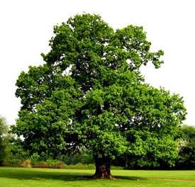Дуб черешчатый Quercus robur