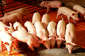 Комбикорм-концентрат для откорма свиней до жирных кондиций КК-55.- СМОРГОНСКИЙ КОМБИНАТ ХЛЕБОПРОДУКТОВ