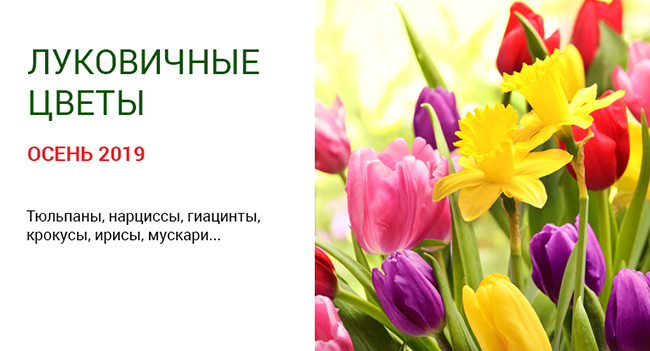 Компания ОАО МинскСортСемОвощ рада предложить голландские луковичные цветы! 
