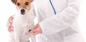 Услуги по кардиологии для животных